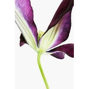  Clematis Flower   Peel and Stick Wall Decal by Wallmonkeys 