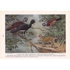   Crested Curassows   Walter A. Weber Vintage Bird Print: Everything