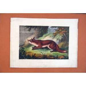   : Fox Sharp Look Out Antique Print Color Fine Art Old: Home & Kitchen