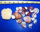 10   ASSORTED LAND SNAIL SHELLS HERMIT CRAB WITH MOISTURE SPONGE 