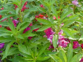 HEIRLOOM BALSAM TOUCH ME NOT 100 FLOWER SEEDS EASY GROW  