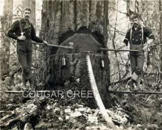   Boards Facing A Douglas Fir Tree ~ Globe Washington Logging Photo