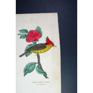 Hand Coloured C1875 Royal Great Crest Bird Brazil