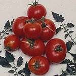 Creole Tomato 4 Plants   Louisiana Heirloom   Some Like It Hot  