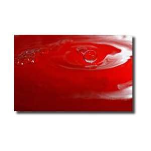  Red Drink Drop Iv Giclee Print