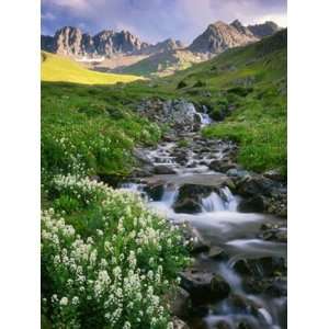  American Basin With White Flowers Wall Mural
