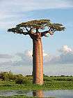 10 seeds of Adansonia grandidieri, Baobab Tree