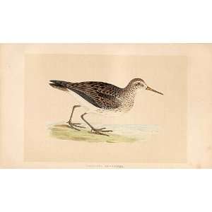  Pectoral Sandpiper British Birds 1St Ed Morris 1851