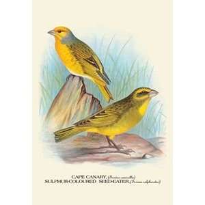 Cape Canary; Sulphur Coloured Seed Eater   12x18 Framed Print in Gold 