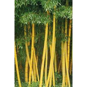 Golden Bamboo 2   Year Plant Patio, Lawn & Garden