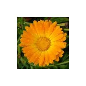 com English Marigold (Calendula officinalis)   Jumbo Wildflower Seed 