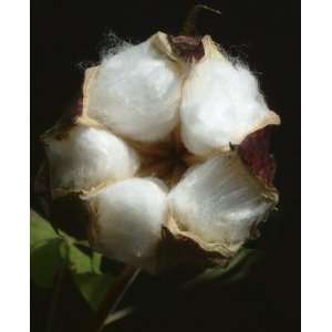 Cotton Boll 2 Greeting Cards (5 card set)