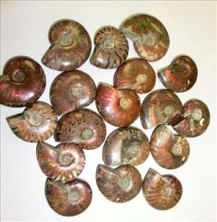 Jurassic Ammonite   100 gram Lot (about 5 to 7 pieces in one lot)
