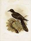 KEULEMANS 1890s H/F Chromo   Cuckoo