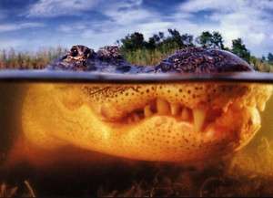 Ansichtskarte: Krokodil halb über halb unter Wasser  