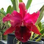 SC02 Orchid Plant Blc Chia Lin New City New City AM/AOS