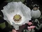 BULK~WHITE PERSIAN POPPY~Seed~~​~~~~~500+ White Beauties