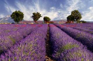 FOTOTAPETE VLIES Größe M XXL Provence lila LAVENDELFELD  