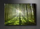 Bild auf Leinwand Wald 120 x 80 cm Modell Nr. XXL 5130 Bilder fertig 