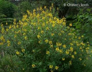   rain of gold galphimia glauca bush flowering shrub fresh seeds i don t
