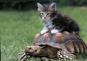 Ansichtskarte kleine Katze sitzt auf Schildkröte  