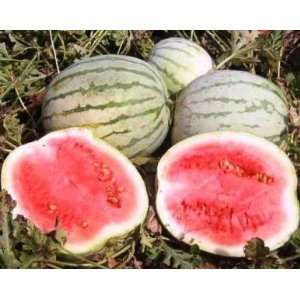  Watermelon Seeds   Dixie Queen HEIRLOOM (25 Seeds 