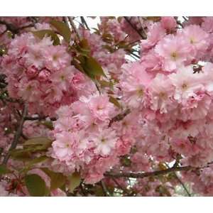  Japanese Flowering Cherry, Prunus serrulata, Tree 2 Seeds 