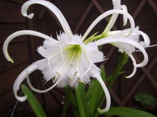 AMARYLLIS SPIDER LILY~BULB~FRAGRANT FLOWERS 30 TALL PERENNIAL PLANT 