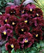 Annual: BURGUNDY FRIZZLE SIZZLE PANSY Seeds  Unique  