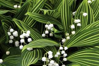 Rare Variegated Lily of the Valley 2 Pips (Roots)   Convallaria 