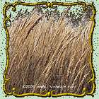 Lb Indian Grass Bulk Wild Grass Seeds