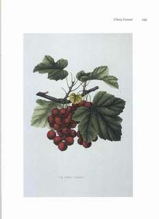 Set of **5** JOSEPH PRESTELE botanical prints Fruit Trees  