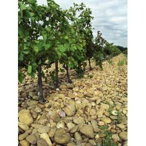  Vines of Chateau Mont Redon, Chateauneuf Du Pape, Vaucluse 