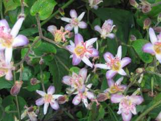 JAPANESE TOAD LILY~TOJEN~SHADE PLANTS,TRICYRTIS,AMAZING ORCHID LIKE 