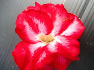 Adenium Obesum Desert RoseDouble Pink1Grafted Plant  