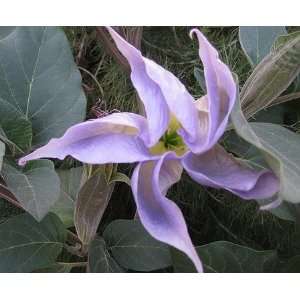   Datura Rare Exotic Fragrant Night 7 Flower Seeds: Patio, Lawn & Garden