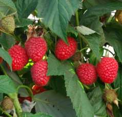   Raspberry Plant Everbearing Large Berry Zones 4 8 Now Shipping