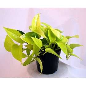 Neon Hearts Vine   Scindapsus   Easy to Grow Houseplant   4 Pot 