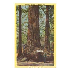  General Fremont, Big Tree, Santa Cruz, California 