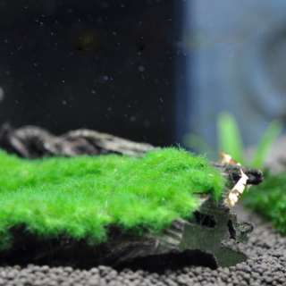 Green blanket moss on Driftwood   Live aquarium plants  