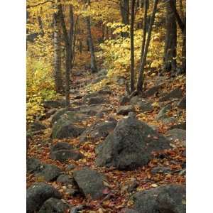 Fall Foliage on the Tarn Trail of Dorr Mountain, Maine, USA Premium 