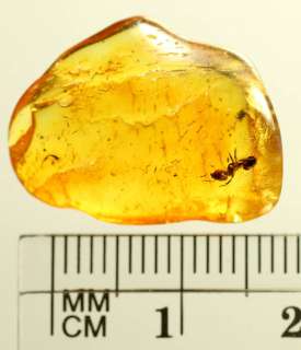 Fossil Insect Inclusion Baltic Amber   ANT  
