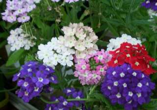 Verbena FRAGRANT FLOWERING Florist Mix 30 Garden Seeds  