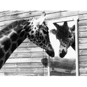  Maxi the Giraffe Gazing at Reflection in Mirror, 1980 