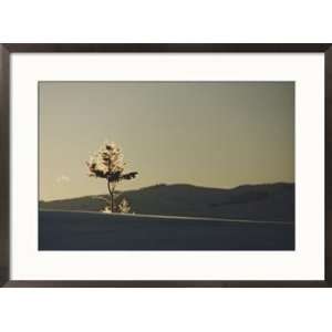  A lone lodgepole pine tree stands on a ridge backlit by 