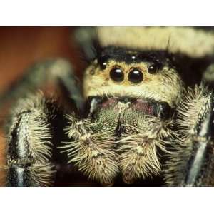  Jumping Spider, Phidippus Audax Florida, Ocala National 