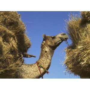  Camel Carrying Straw, Pushkar, Rajasthan, India 